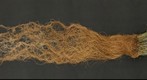Switchgrass (cropped tiff)