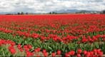 Skagit Valley tulip field