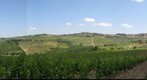 Vineyard near Panzano, Tuscany, Italy