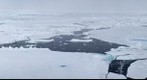 Polar Bears Crossing the Barents Sea