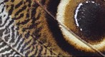 Owl Butterfly Wing ( Papilio eurilochus )