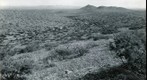San Simon 1941: WS5-ARIZ-RS-175