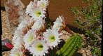 Easter Cactus
