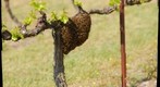 Essaim d'abeilles dans les vignes