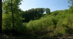 Forest near Zimmerschied, Germany