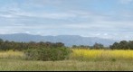 110423 Goleta California Sperling Preserve west trail mustard to Santa Ynez Mountains