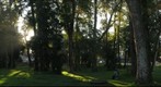 Bosque en Huachocopihue