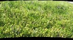 prairie fleurie