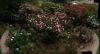 110506 Goleta, California -- Click and Smell the Roses