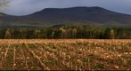 Corn Field