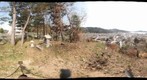 岩手県:大槌町:城山(5/2)