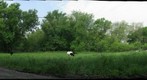 Cows at Hagerstown KOA