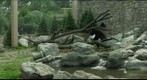 Stone Zoo Bear Habitat