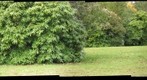 Botanico 