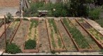 A vegetable garden in Spring