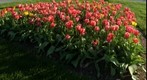 Tulips on The Green