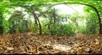 Lamanai Belize -Sampling transect - 110504