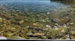 Close up of stone beach, Gerstle Cove, Sonoma County CA (coast6)
