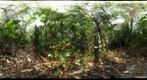 Lamanai Belize - Sampling Transect - 110506 - River Edge
