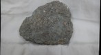 Indiana Fossils