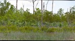 Hypericum Pond 2