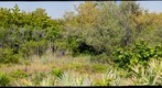Bob Graham Beach Restoration