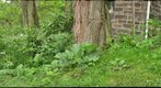 Backyard wilderness on Beechwood