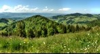 Near the Scheidegg ZH