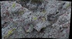 Lichen on a Rock