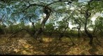 The Crooked Bush 