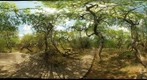 The Crooked Bush No2