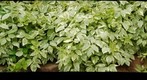 Garden closeup