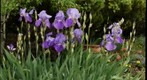 Iris Closeup