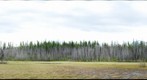 McGee Meadow, spring 2011