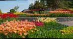 Annual Garden, Minnesota Landscsape Arboretum