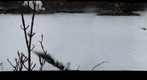 My backyard