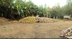 Coconut at Bhathiya Home - 2011/01/07