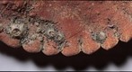 crab shell