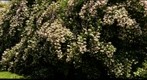 backyard shrubs