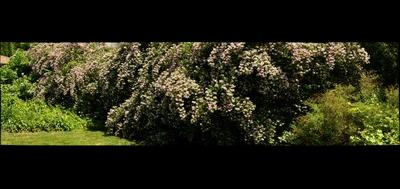79026-400x189