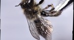 waspFly