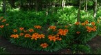 The Home Environment - Tiger Lilies (after the storm)