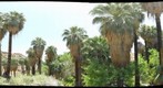 Palm Canyon Plot #2