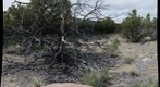 The Old Pinon Tree