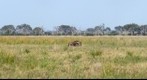 Gnu on the march in the Savuti Marsh