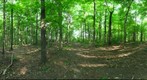 Dairy Bush GigaPan - 94 - June 15 2011