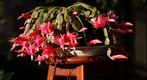 flor de maio
