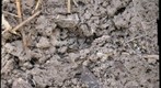 Dirt exposed when a piece of wood was moved