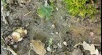 More ground