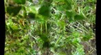 Green stuff...close up